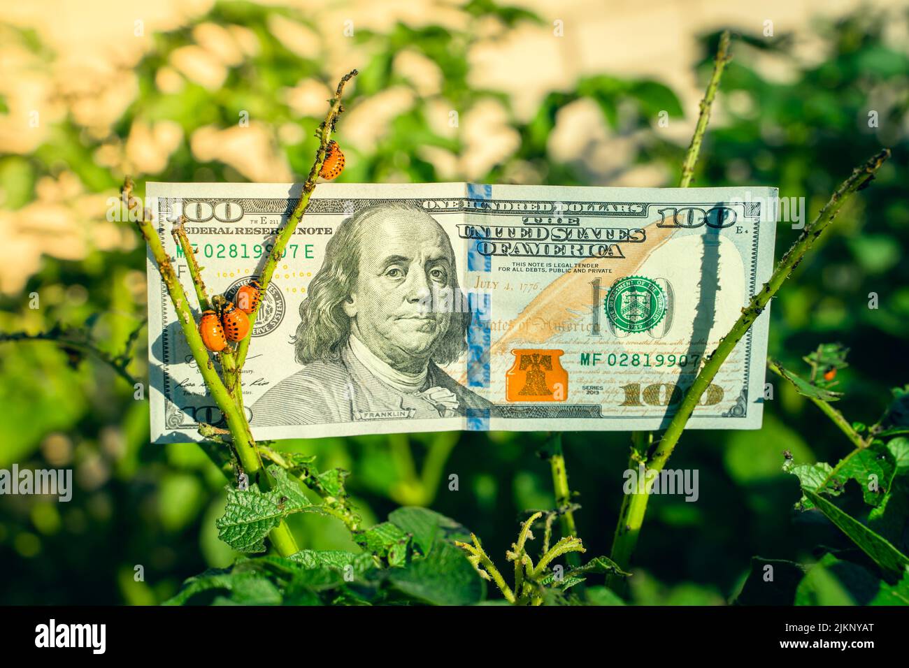 Tiges de pommes de terre gâtées mangées par le coléoptère de pommes de terre du Colorado sur fond d'argent. Cent dollars sur une plantation de pommes de terre au lever du soleil Banque D'Images