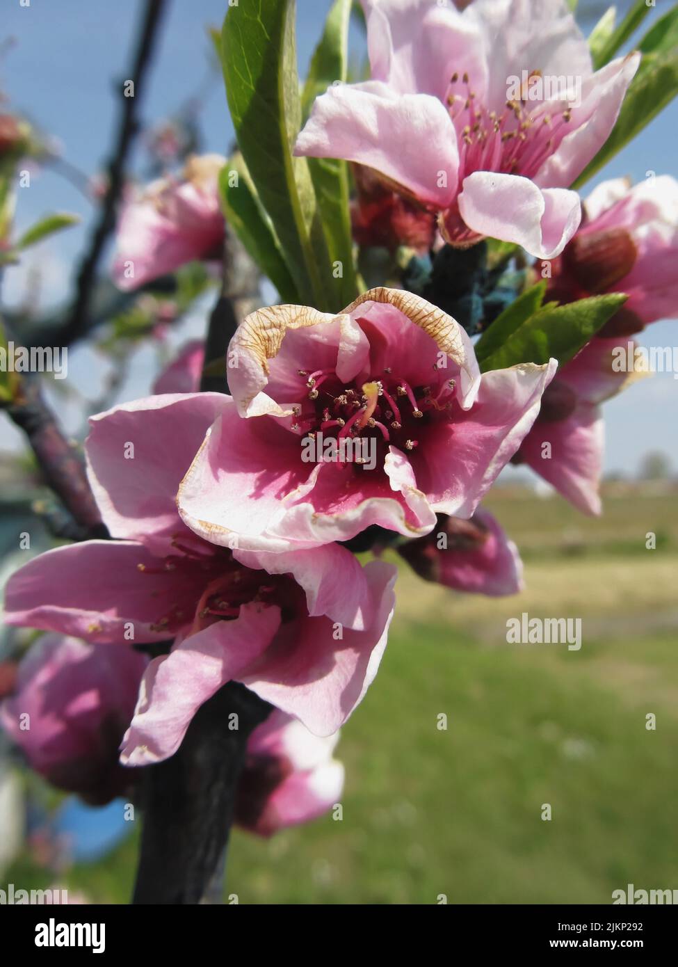 Peach Tree branches avec fleurs dans la Toscane, Italie au printemps Banque D'Images