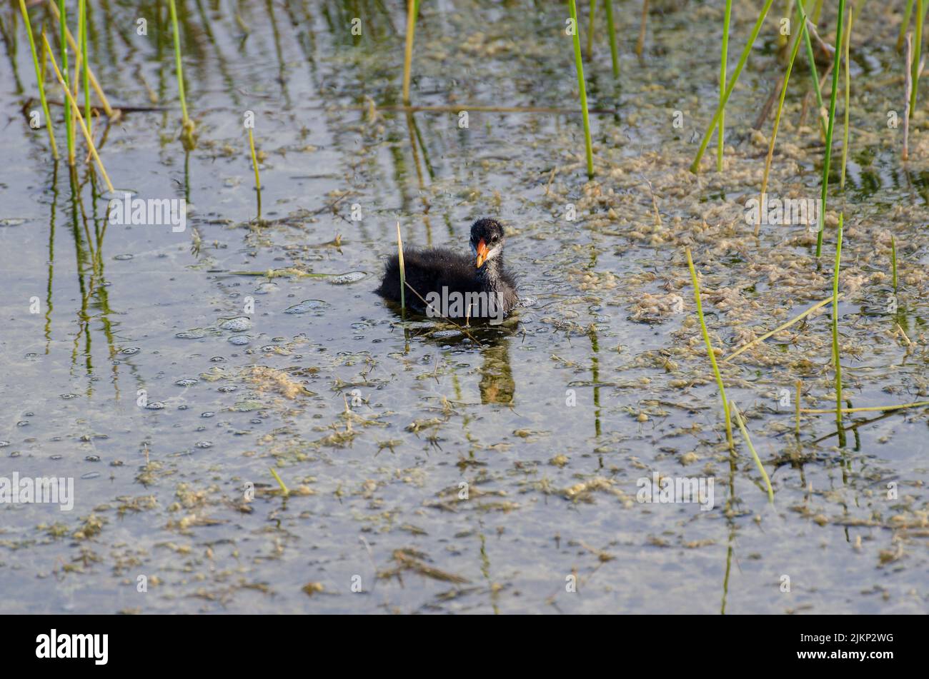 Un seul coot eurasien noir (Fulica atra) nageant dans l'étang avec l'herbe sèche Banque D'Images