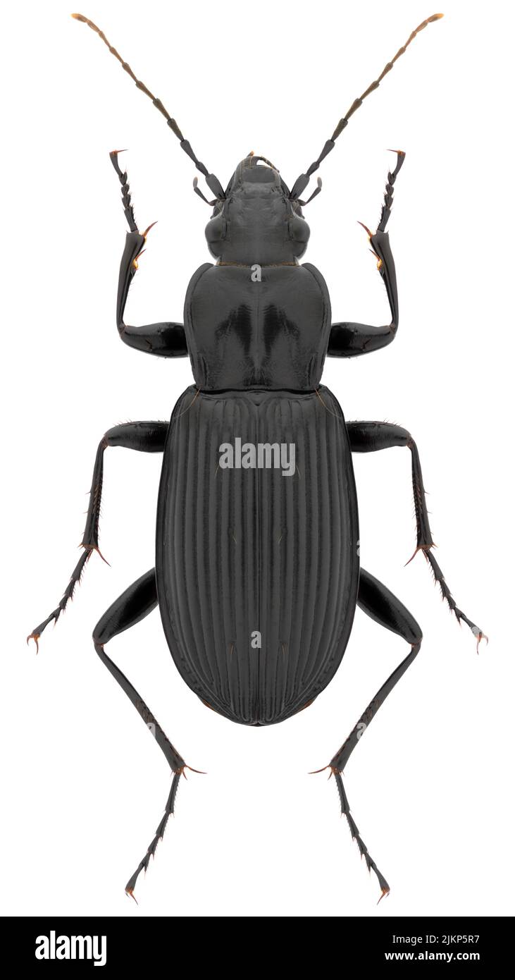 Espèce de dendroctone du pin ponderosa Pterostichus niger, nom trivial: Great Blackclock, femelle. Banque D'Images