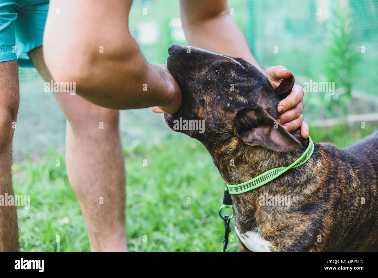 Bull Terrier mord la main d'un homme. Agression de chien. Mise au point sélective Banque D'Images