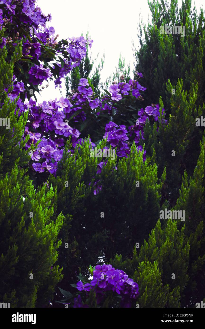Une belle photo de Jacaranda au milieu d'un arbusté vert Banque D'Images
