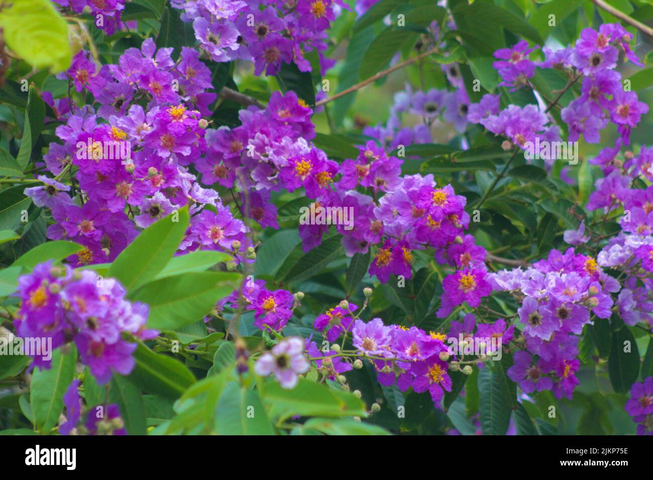 un gros plan de fleurs roses sur l'arbre Banque D'Images