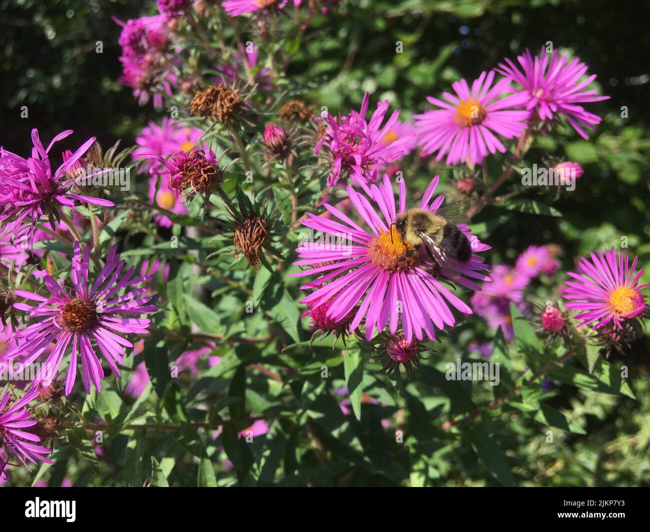 un gros plan de fleurs roses sur l'arbre Banque D'Images
