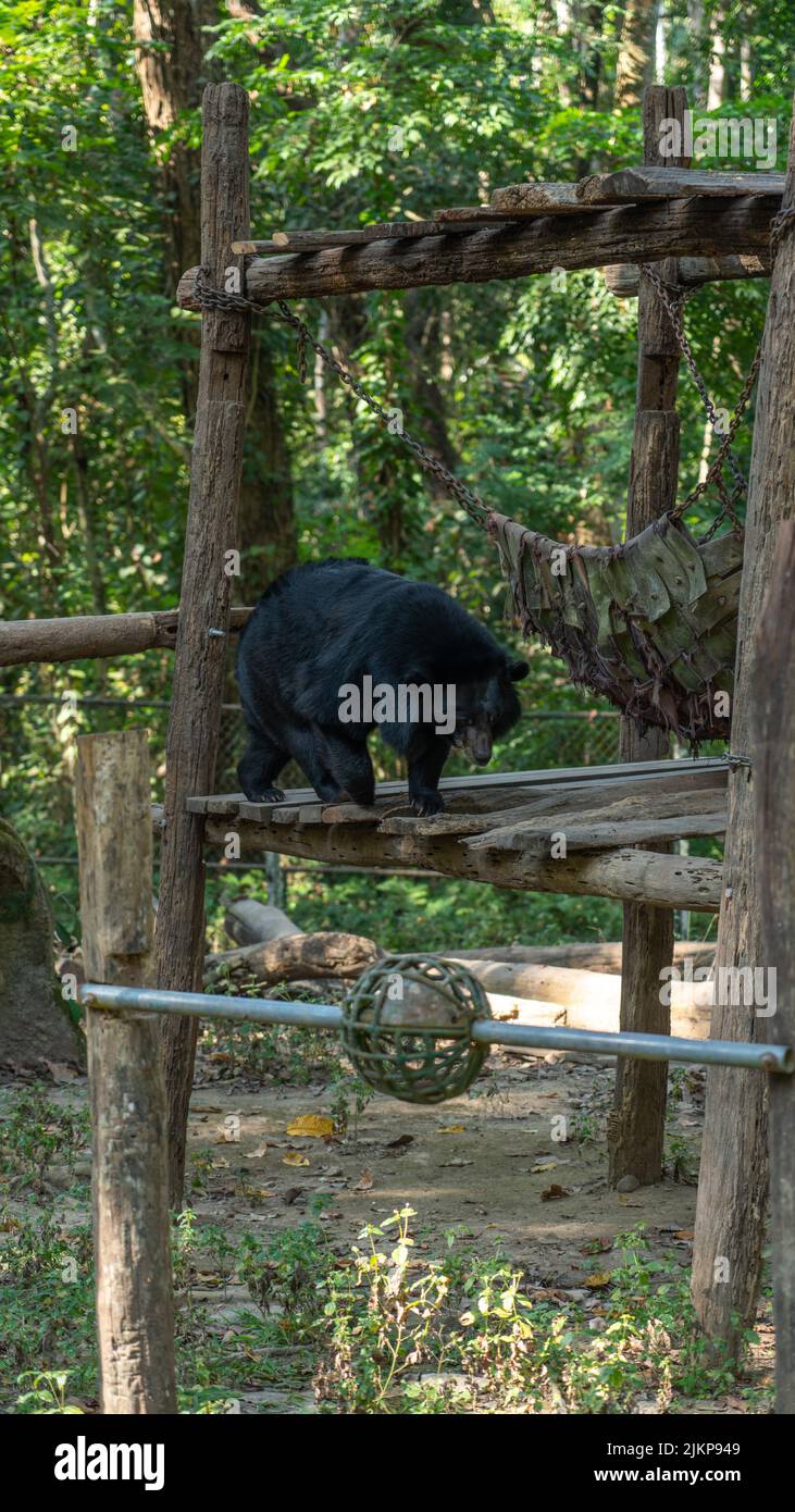 L'ours noir jouant dans le zoo Banque D'Images