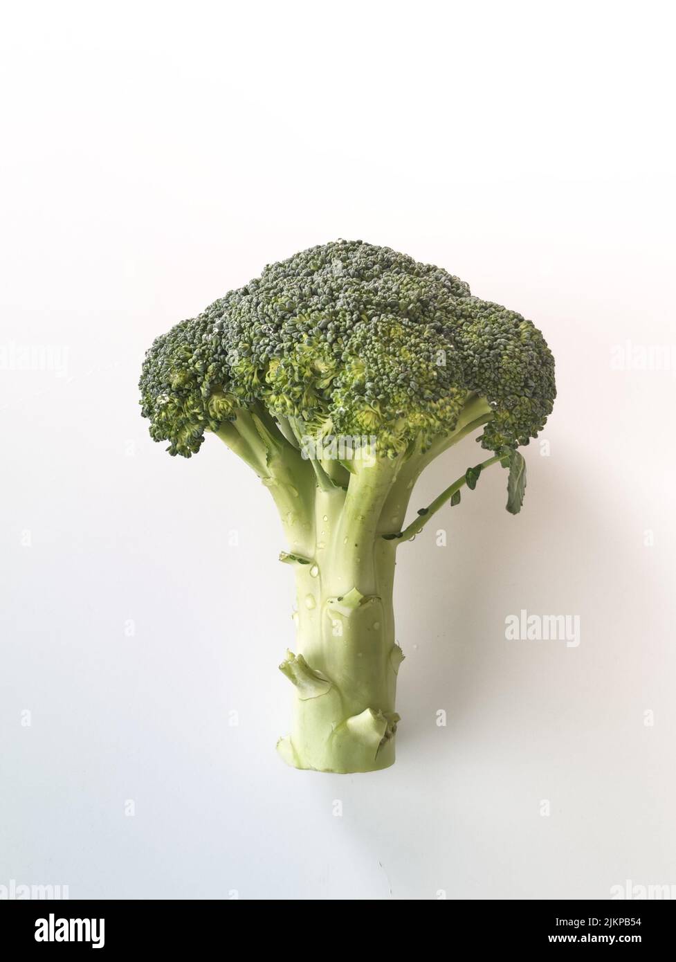A vertical closeup of broccoli, Brassica oleracea against the white background. Banque D'Images