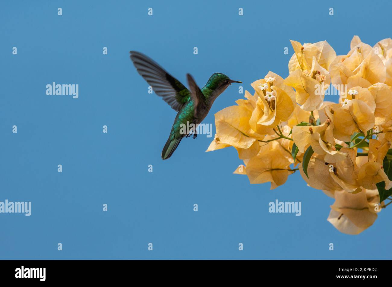 Gros plan d'un colibri volant et approchant des fleurs dans le jardin au printemps Banque D'Images