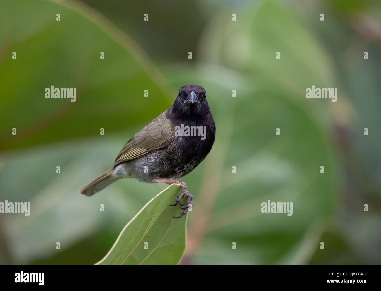 Un gros plan d'un herbage au fond noir debout sur une feuille d'arbre dans le jardin avec un arrière-plan flou Banque D'Images