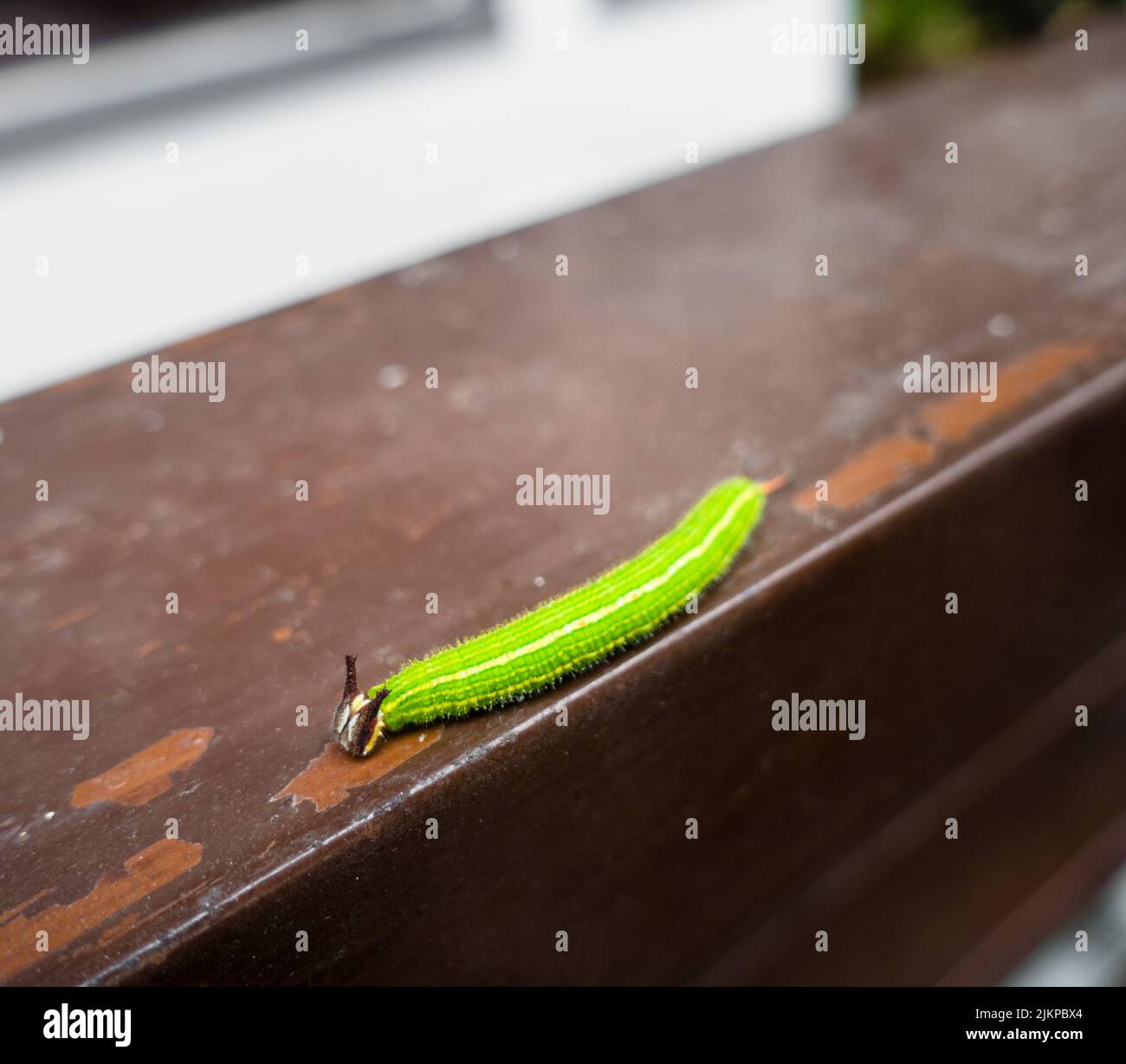 Un gros plan de Melanitis leda, la chenille brune commune du soir sur un fond de surface dure. Inde Banque D'Images