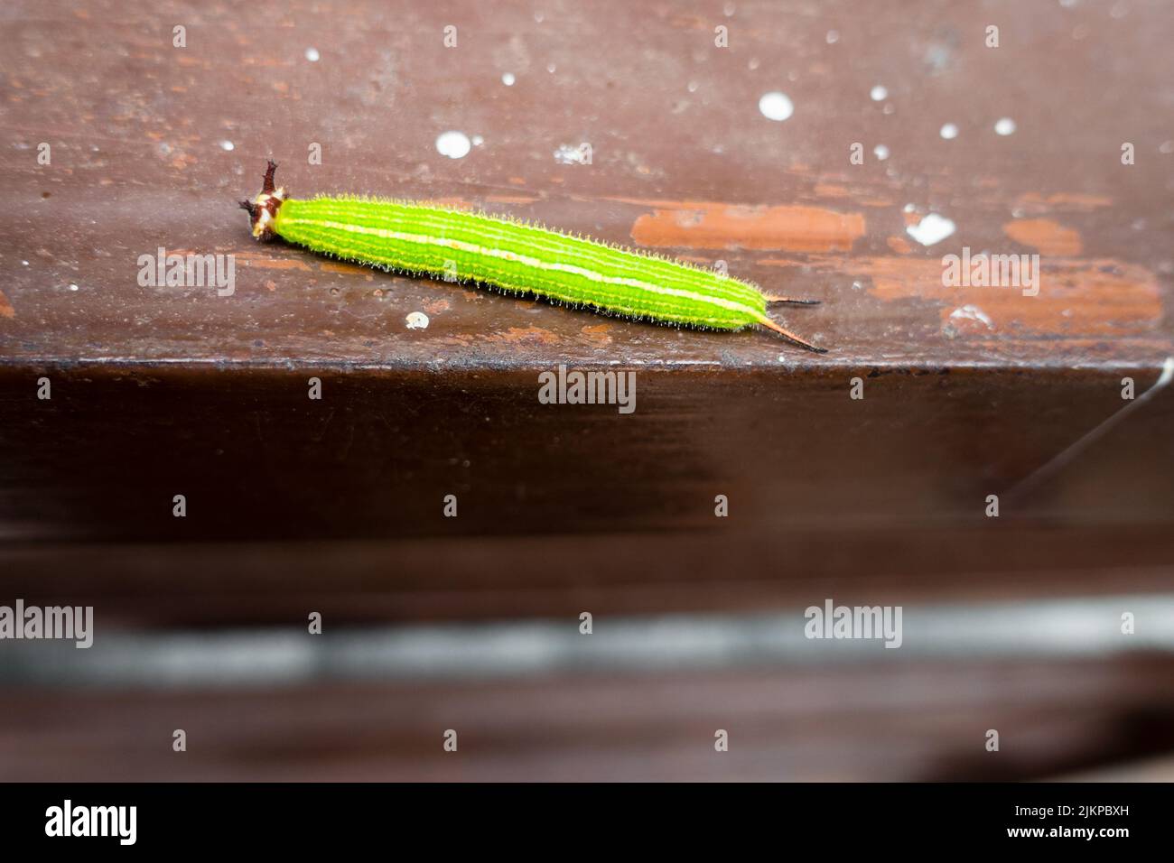 Un gros plan de Melanitis leda, la chenille brune commune du soir sur un fond de surface dure. Inde Banque D'Images