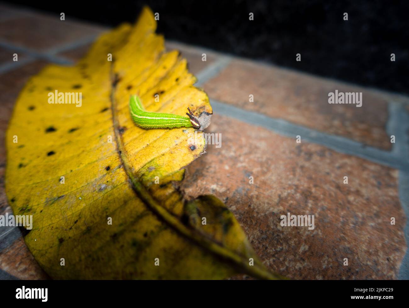 Un gros plan de Melanitis leda, la chenille brune commune de la soirée rampant sur une feuille. Inde Banque D'Images