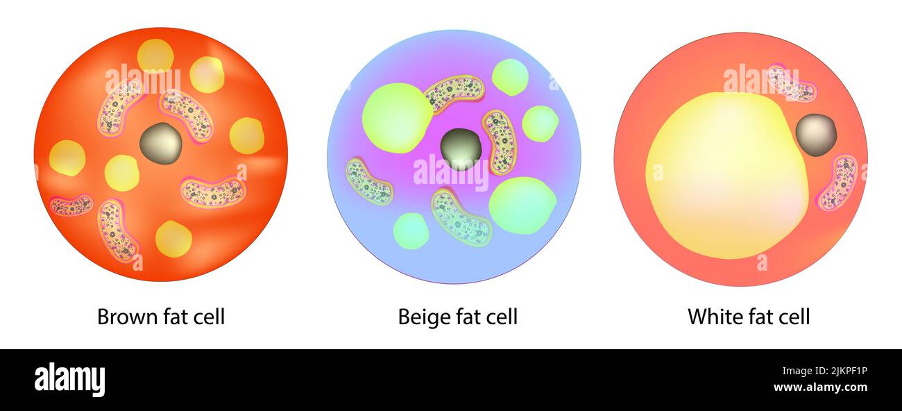 Classification des cellules adipeuses Banque D'Images