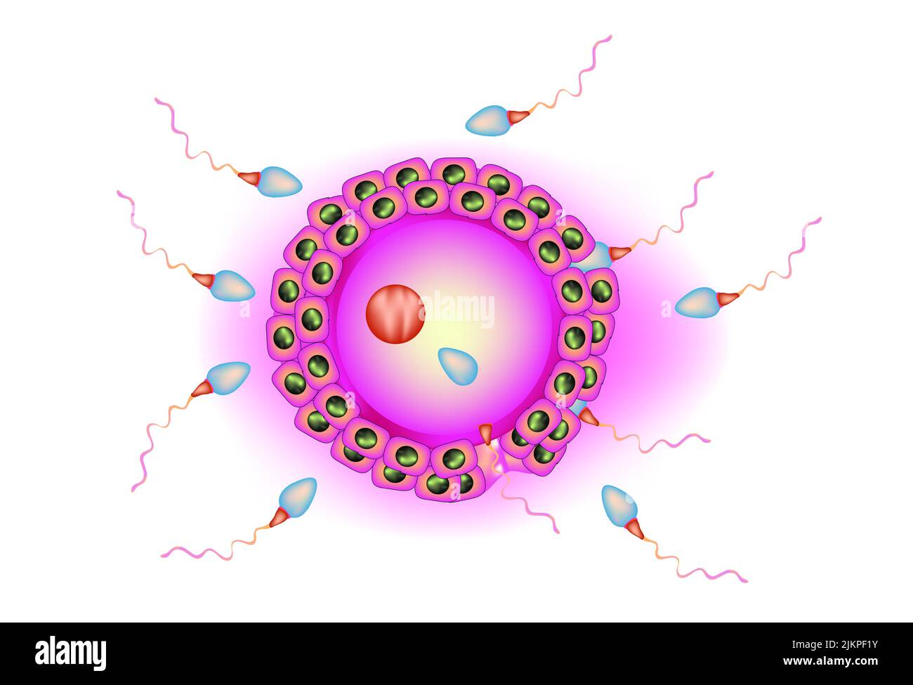 Fécondation de l'ovule humain Banque D'Images