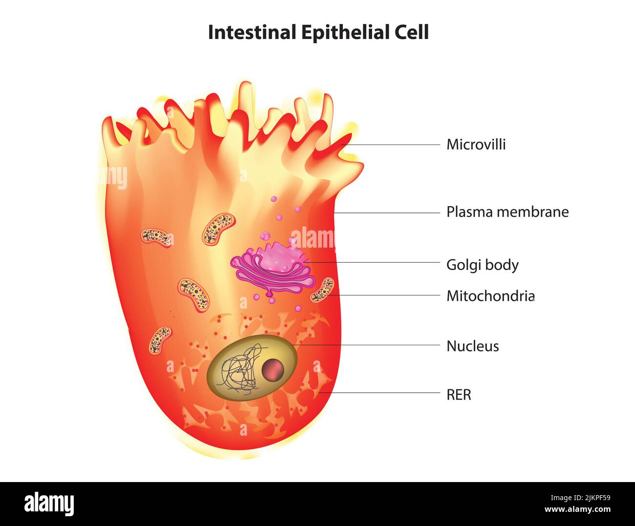 cellule épithéliale intestinale Banque D'Images