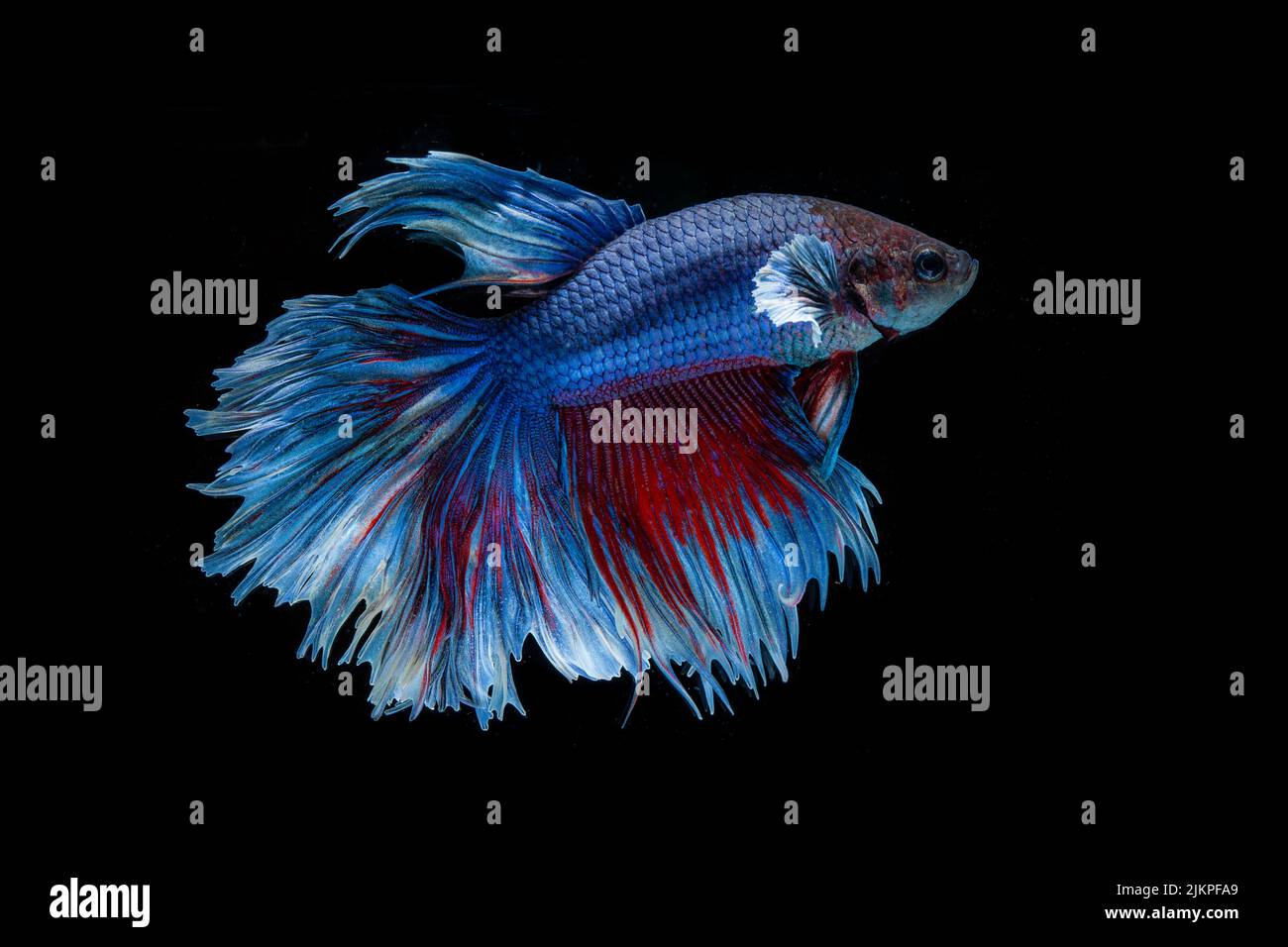 Gros plan d'un poisson de betta isolé sur fond noir Banque D'Images