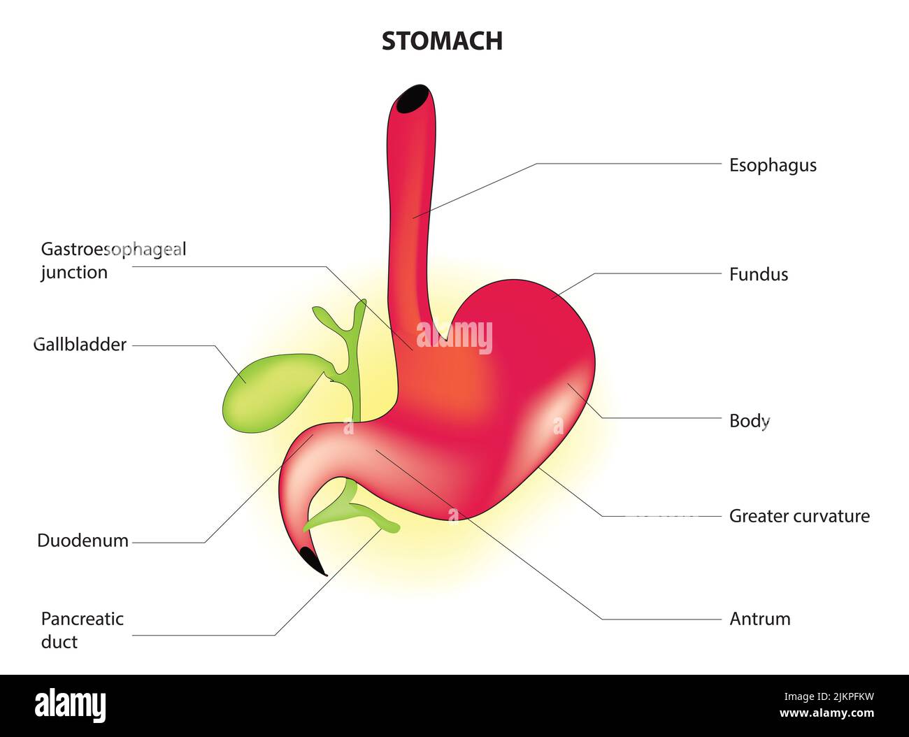 Anatomie de l’estomac Banque D'Images