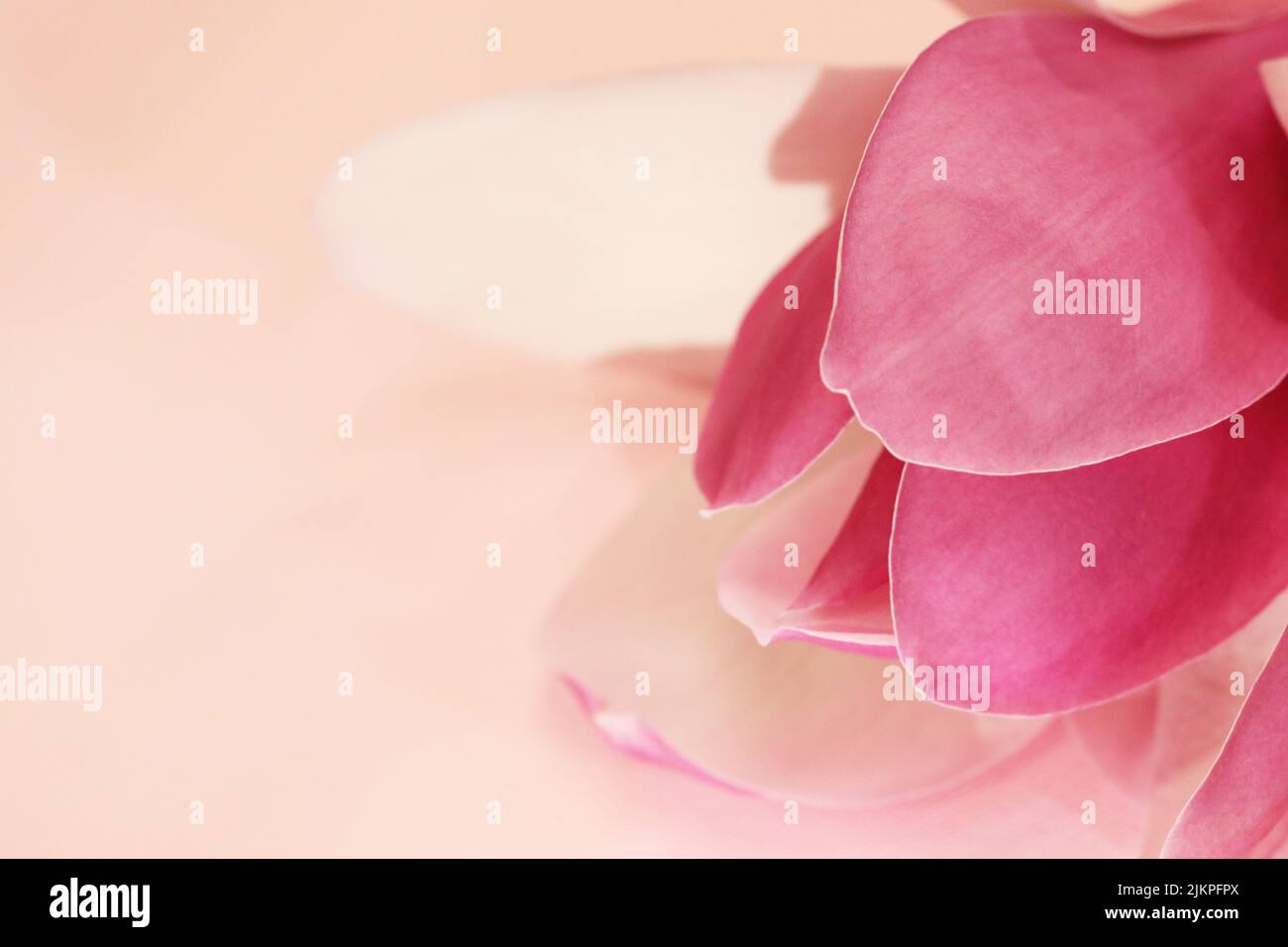 Superbe mise au point douce parfait pétales de fleur de magnolia sur fond rose pâle. Banque D'Images