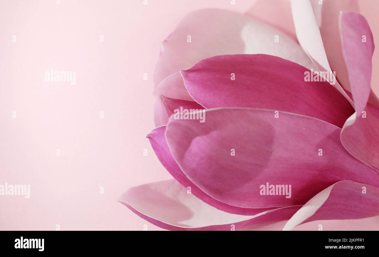 Un gros plan macro extrême des plis et des formes pétale à l'intérieur d'une belle fleur ou fleur rose de Magnolia. Arrière-plan rose abstrait de style texture douce Banque D'Images
