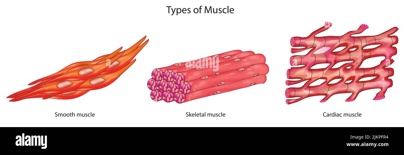 Types de muscle Banque D'Images