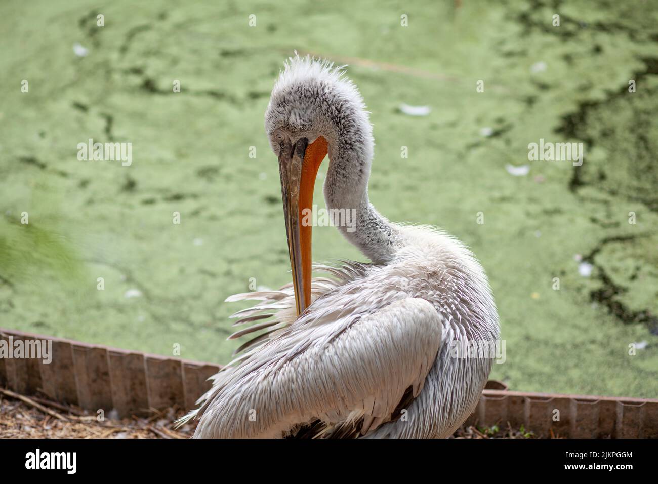 Un beau grand pélican blanc sur la côte nettoie les plumes dans le zoo gros plan. Un oiseau avec un grand bec qui attrape du poisson. Banque D'Images