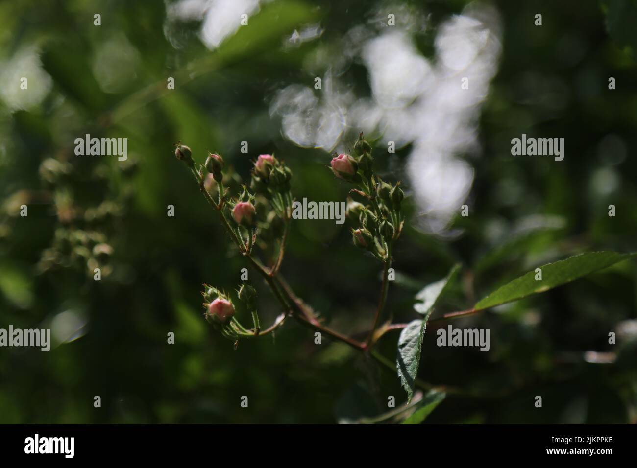 Un gros plan d'une branche rose de bourgeon avec des feuilles sur un fond flou Banque D'Images