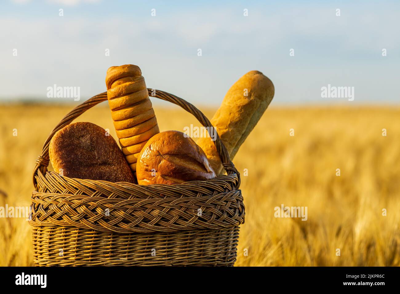 Champ d'agriculture jaune avec blé mûr et ciel bleu Banque D'Images