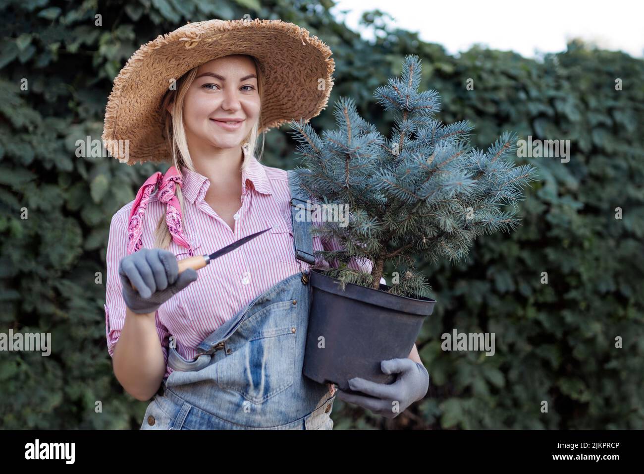 Une jeune femme plante un arbre de Noël dans le sol. Le concept de conception de paysage, le jardinage - un jardinier plante des arbres dans un jardin d'été. Banque D'Images