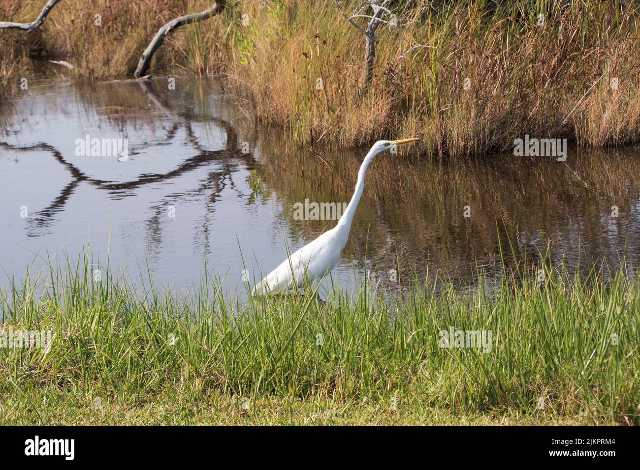Un wWhite Egret attend et regarde paitamment pour un repas en début d'après-midi à Emerald Isle, Caroline du Nord Banque D'Images Un wWhite Egret attend et regarde paitamment pour un repas en début d'après-midi à Emerald Isle, Caroline du Nord Banque D'Images