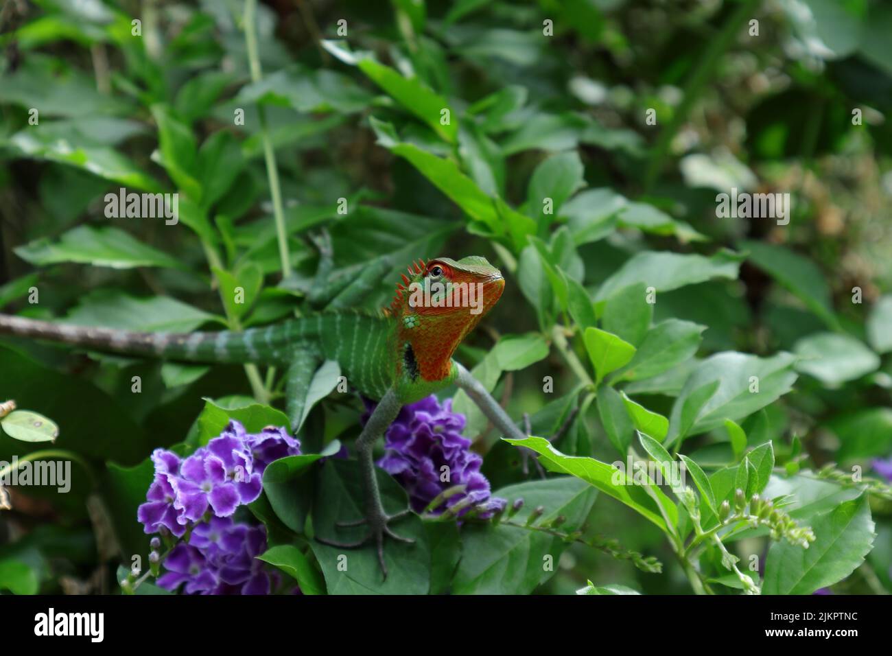 Gros plan d'une tête rouge vif et d'une gorge de mâles calotes, le lézard commun de la forêt verte regarde tout en étant assis près des fleurs de couleur indigo Banque D'Images Gros plan d'une tête rouge vif et d'une gorge de mâles calotes, le lézard commun de la forêt verte regarde tout en étant assis près des fleurs de couleur indigo Banque D'Images