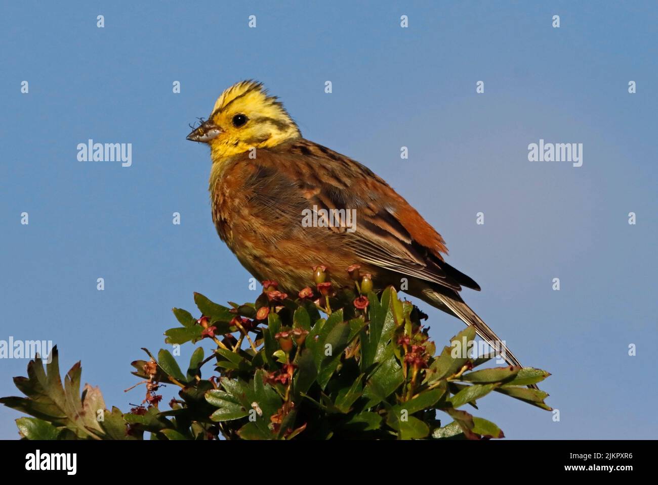 YELLOWHAMMER avec une proie araignée, Royaume-Uni. Banque D'Images
