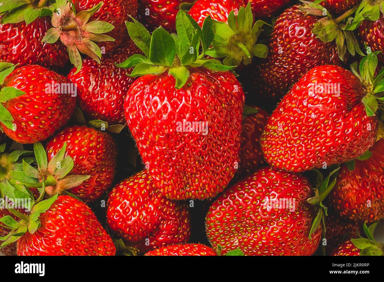 Fond de fraises. Fraise fraîche. La nourriture. Fraises fraîchement récoltées, vue de dessus. Fraise douce biologique mûre en gros plan. Été f Banque D'Images