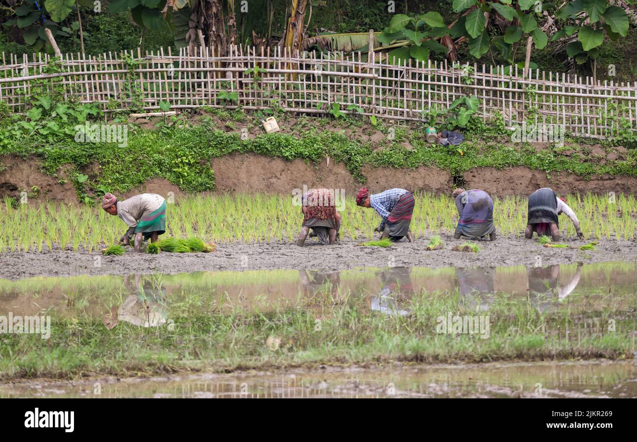 Les travailleuses travaillant dans les rizières de Chittagong, au Bangladesh. Banque D'Images