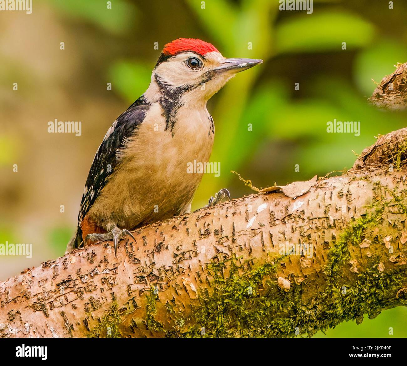 Great Spotted Woodpecker Banque D'Images