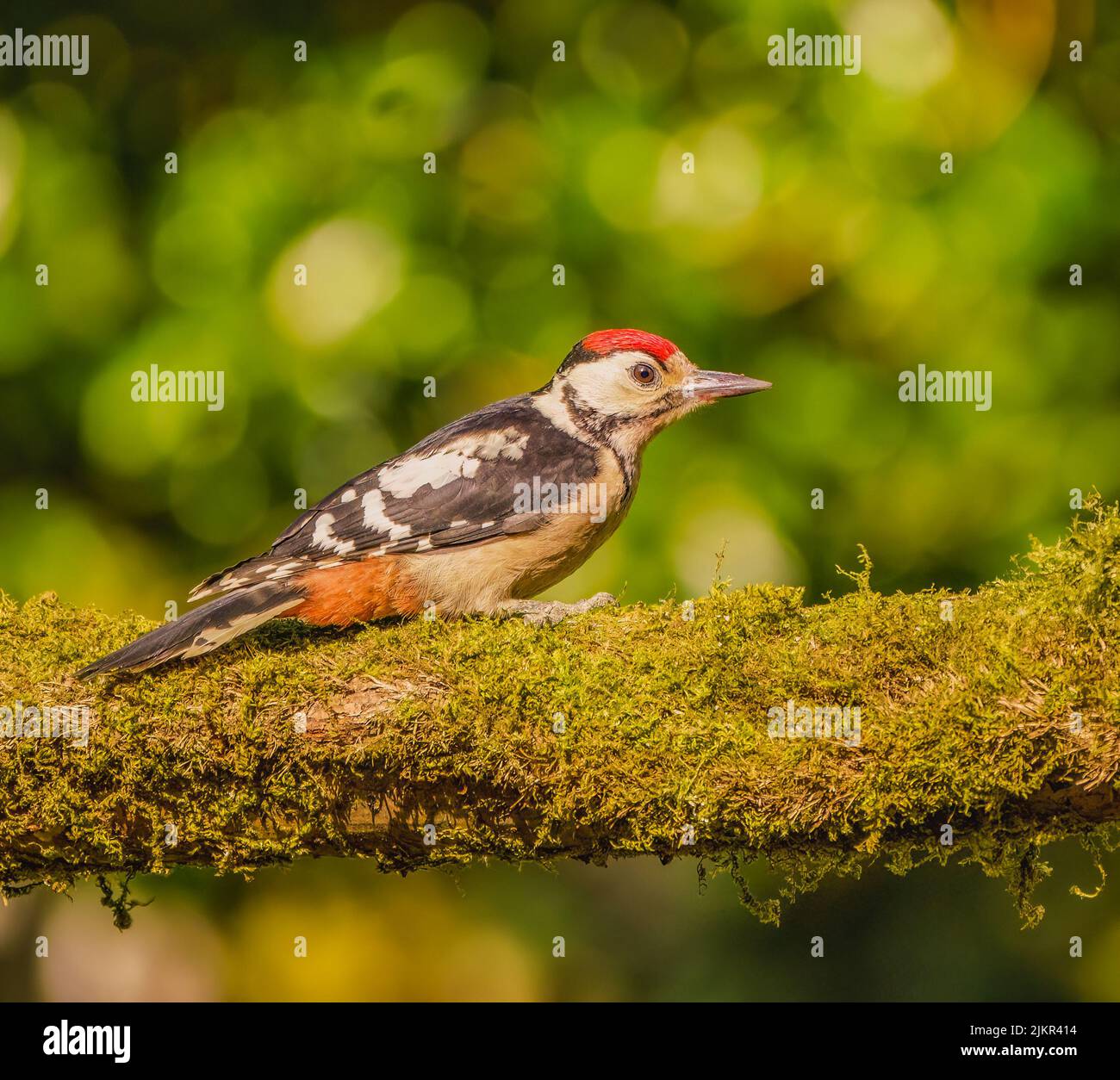 Great Spotted Woodpecker Banque D'Images