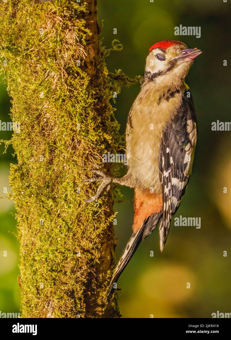Great Spotted Woodpecker Banque D'Images