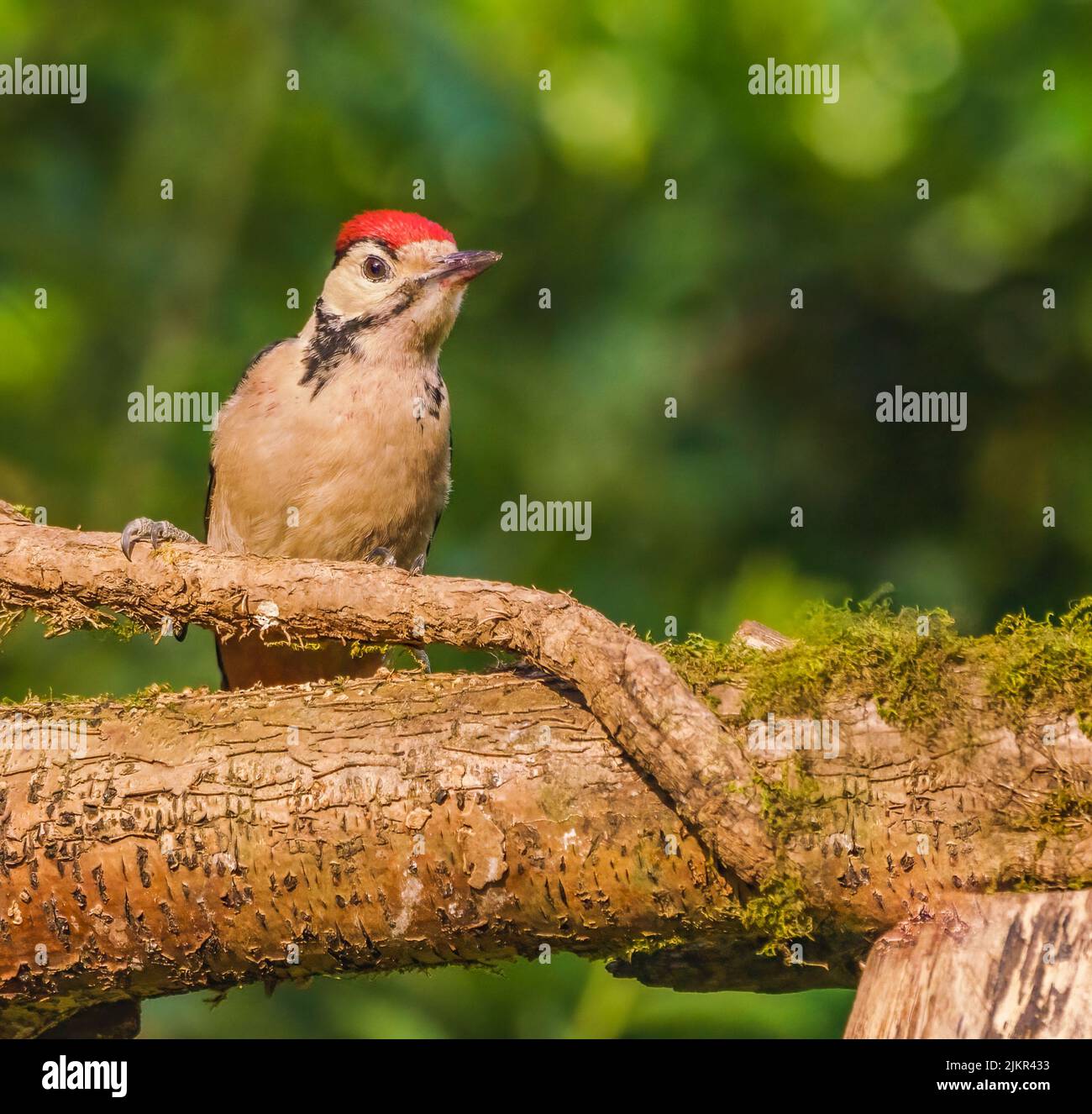 Great Spotted Woodpecker Banque D'Images