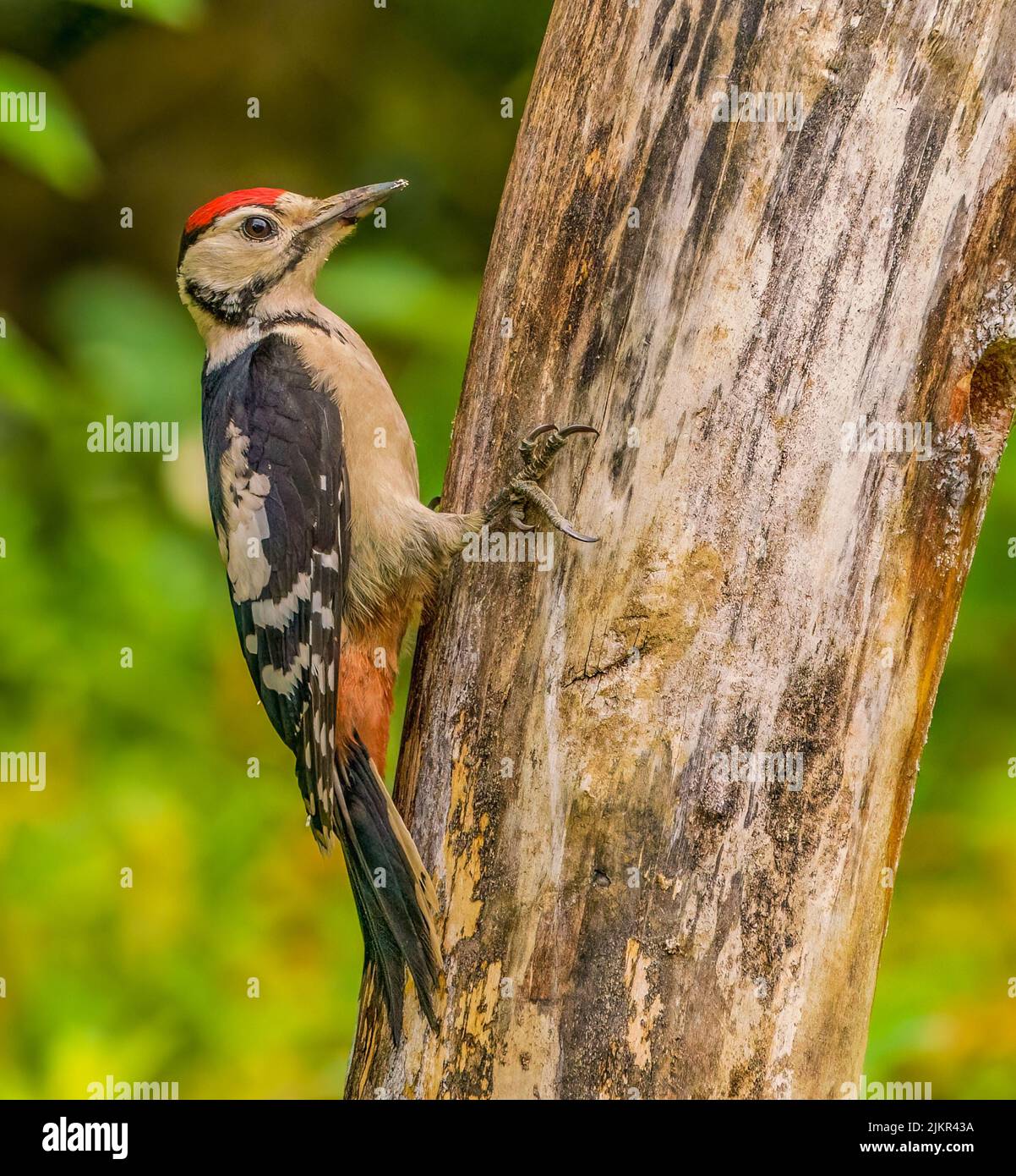 Great Spotted Woodpecker Banque D'Images