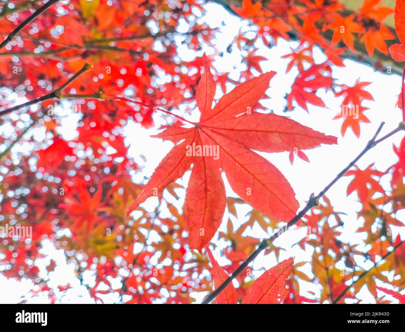 Feuilles d'érable rouge vif contre le ciel. Banque D'Images