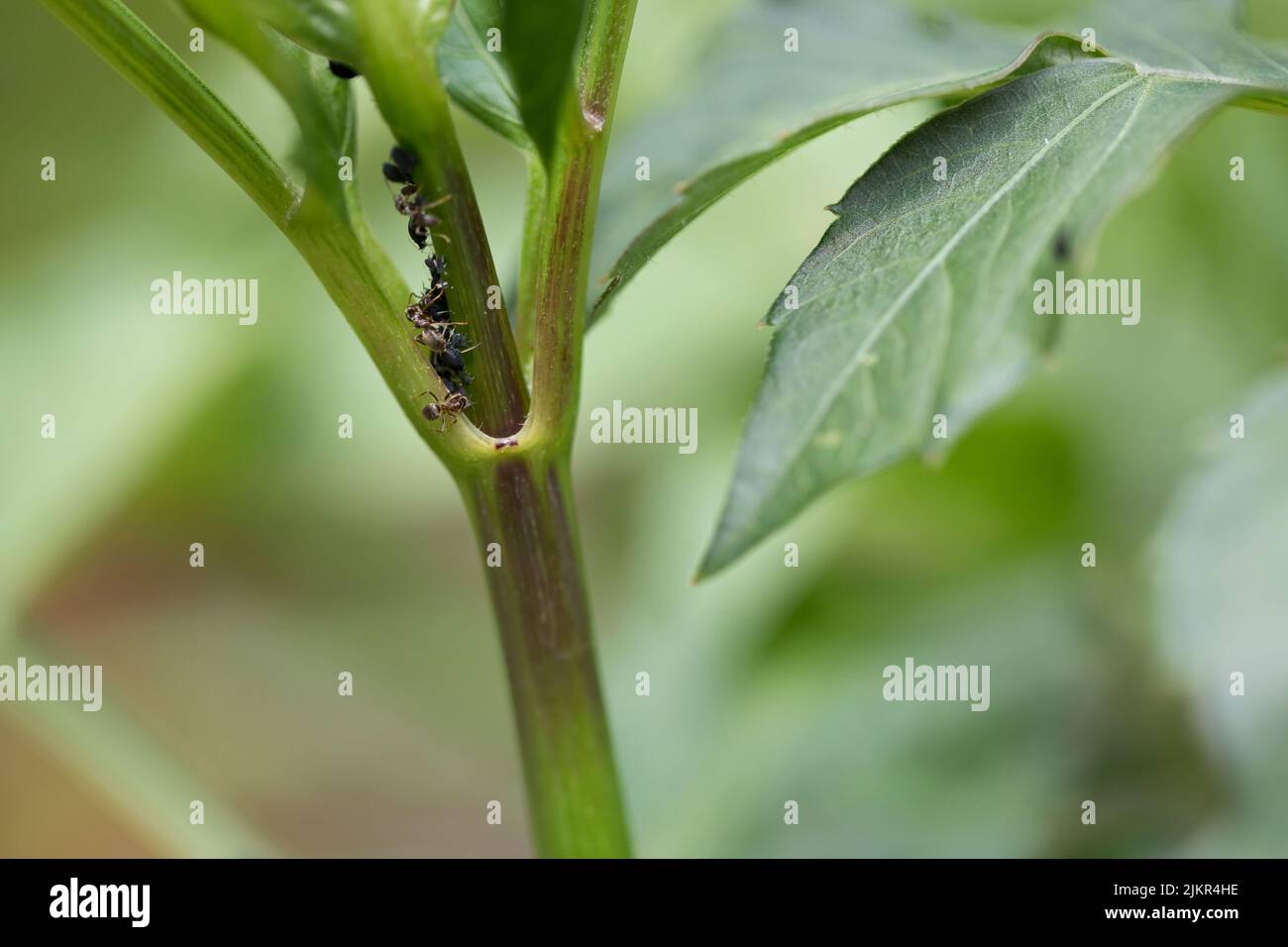Mouche noire (pucerons du haricot noir) et fourmis de fermier sur une plante dahlia au début de l'été, Royaume-Uni Banque D'Images