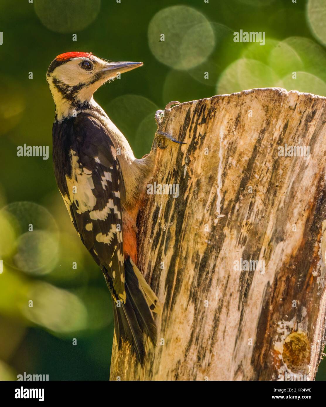 Great Spotted Woodpecker Banque D'Images