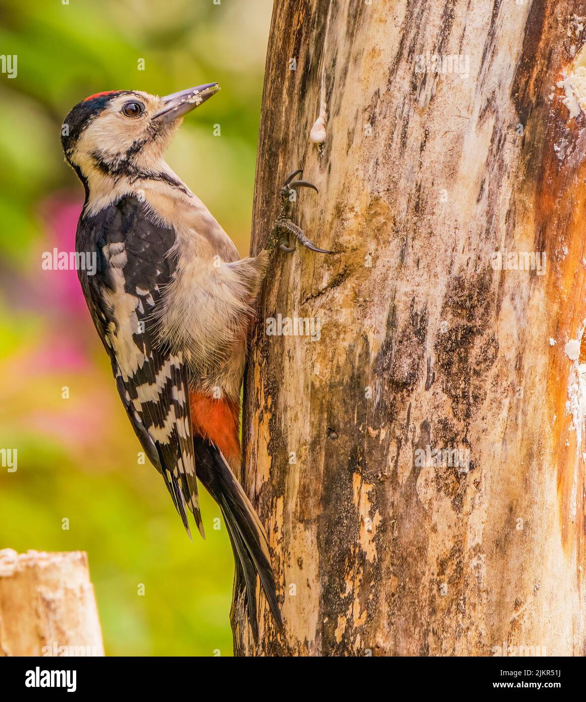 Great Spotted Woodpecker Banque D'Images