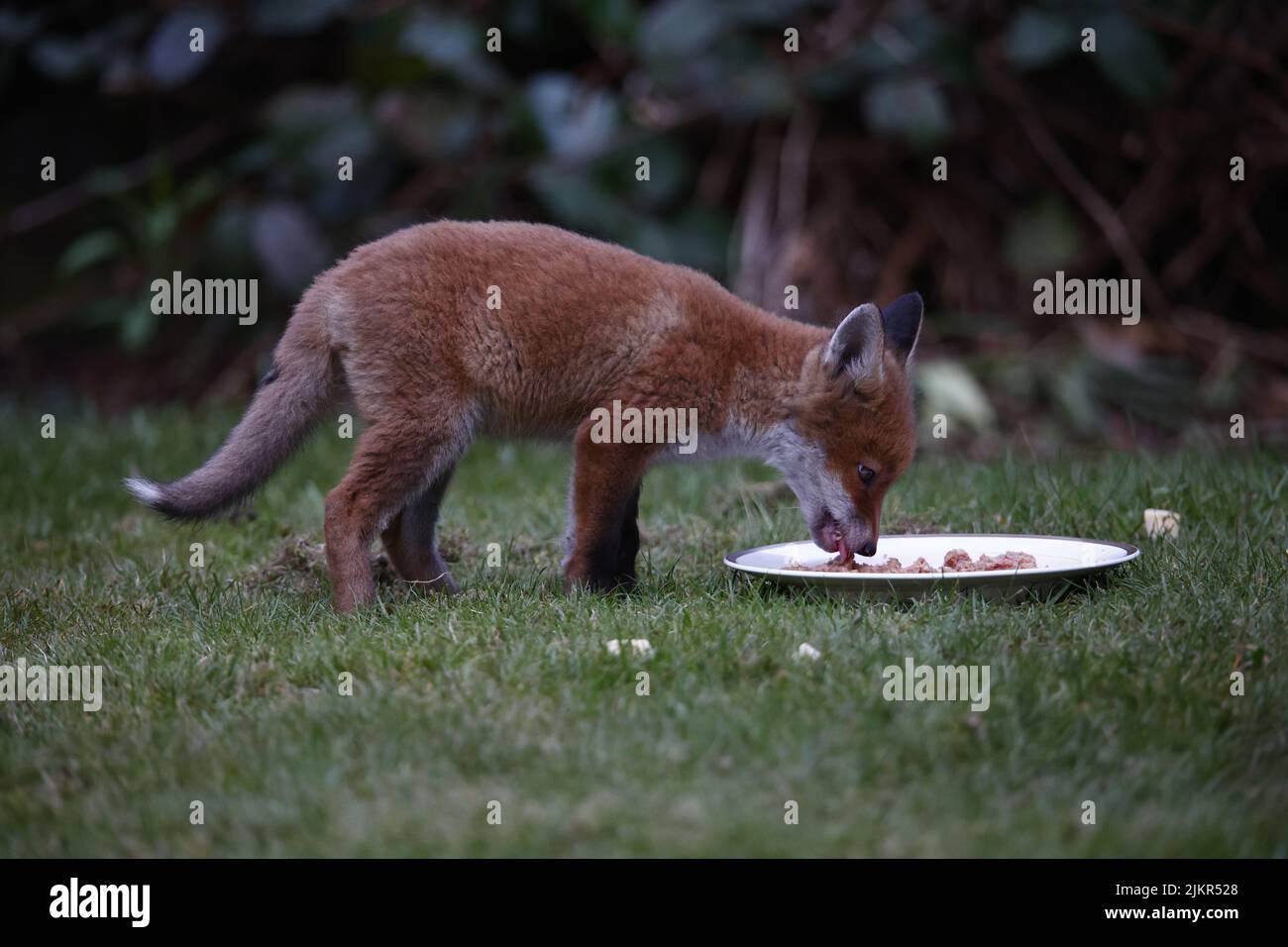 Une famille de renards urbains explorent le jardin Banque D'Images