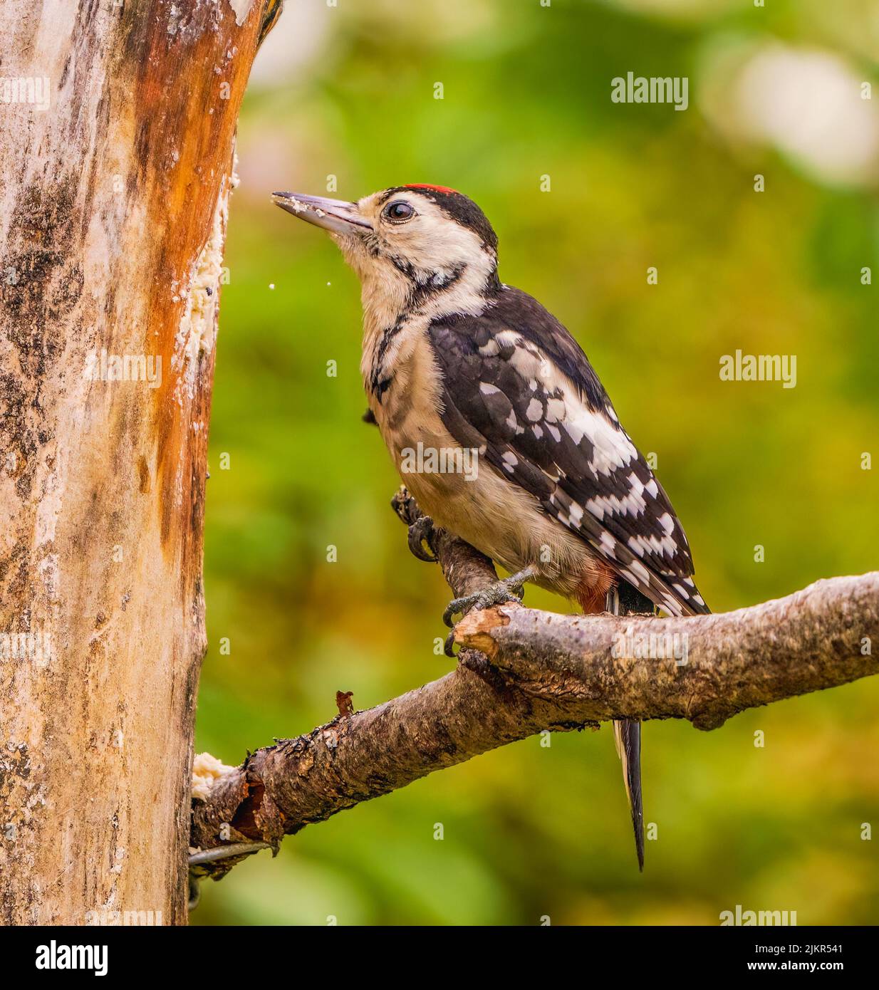 Great Spotted Woodpecker Banque D'Images