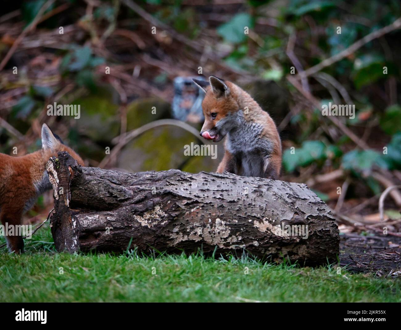 Une famille de renards urbains explorent le jardin Banque D'Images