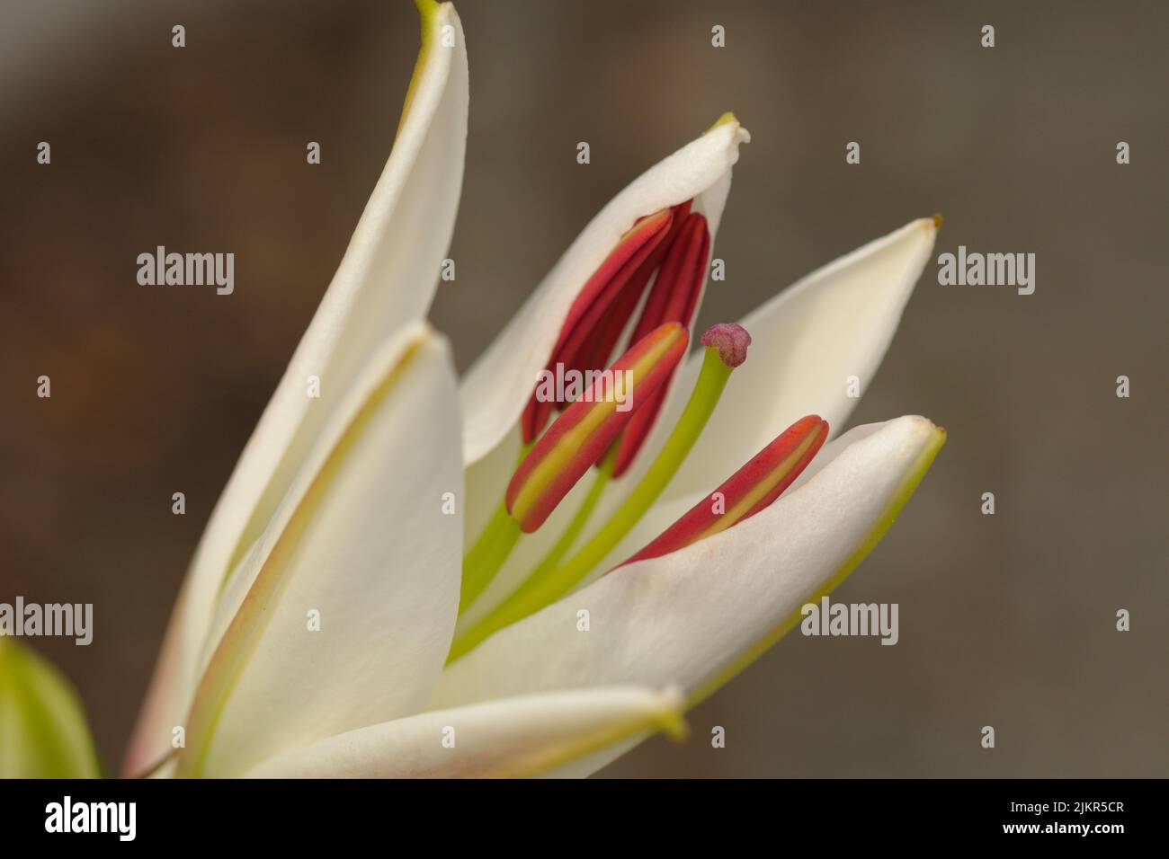 Macro photographie d'une fleur blanche, lilly Banque D'Images