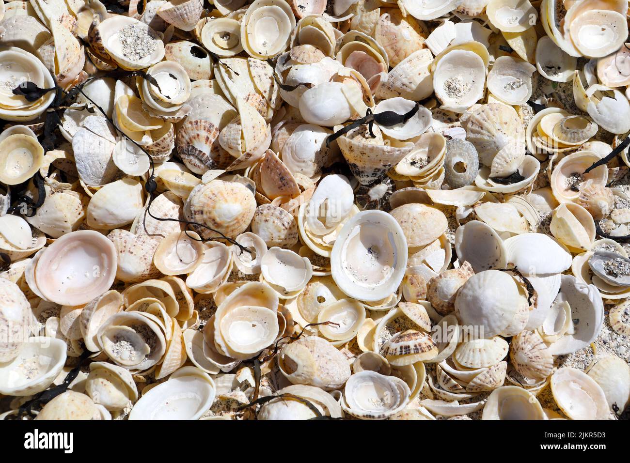 Plusieurs coquillages dont des coquillages de limante sur une plage écossaise Banque D'Images