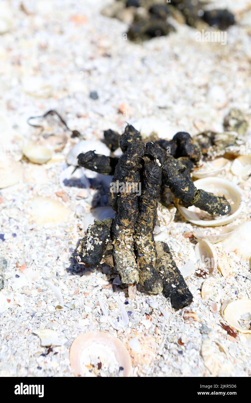 Des œufs d'oie sur une plage de sable dans les Hébrides intérieures d'Écosse Banque D'Images