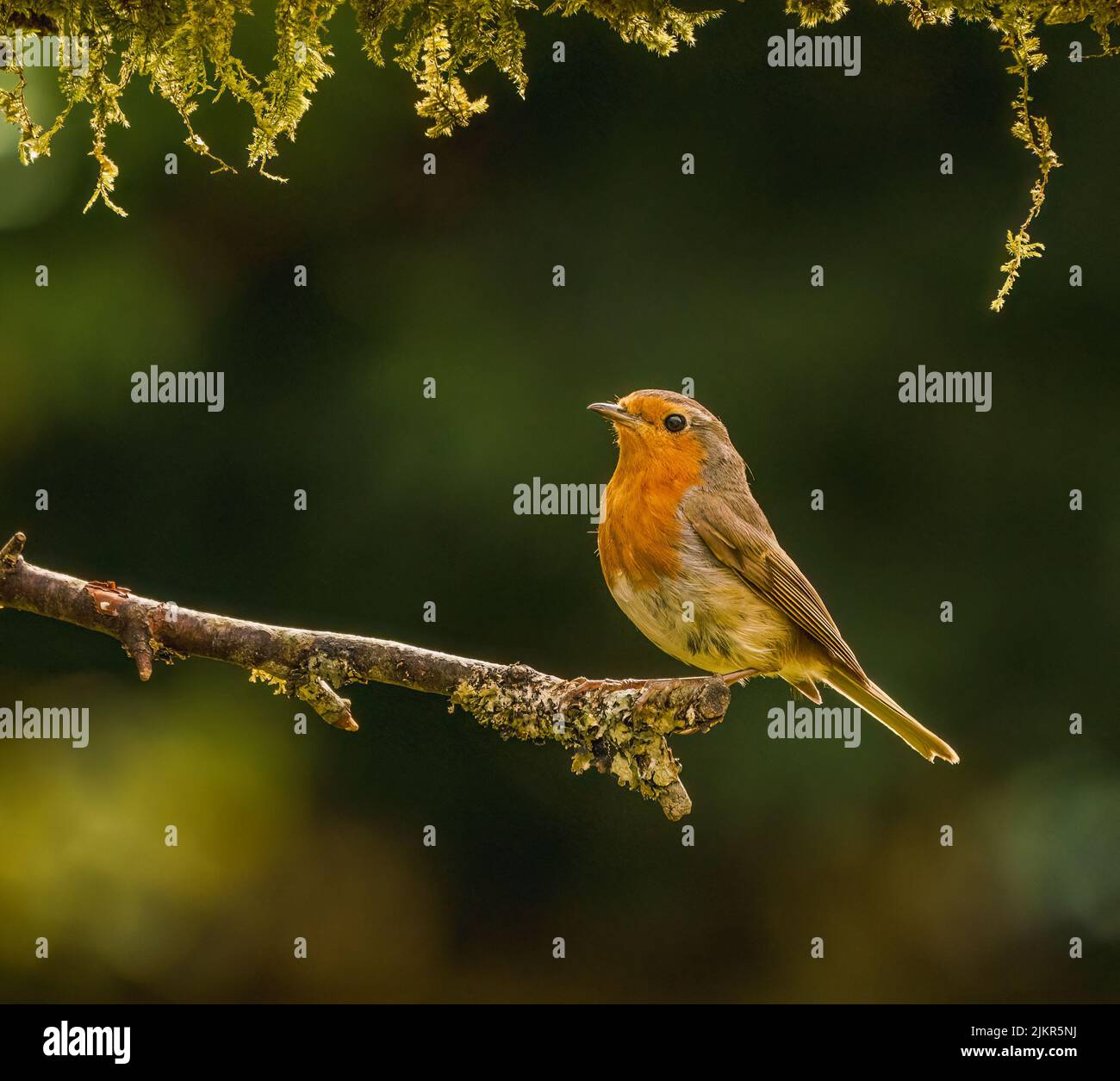 Robin européenne dans le jardin des Cotswolds Banque D'Images