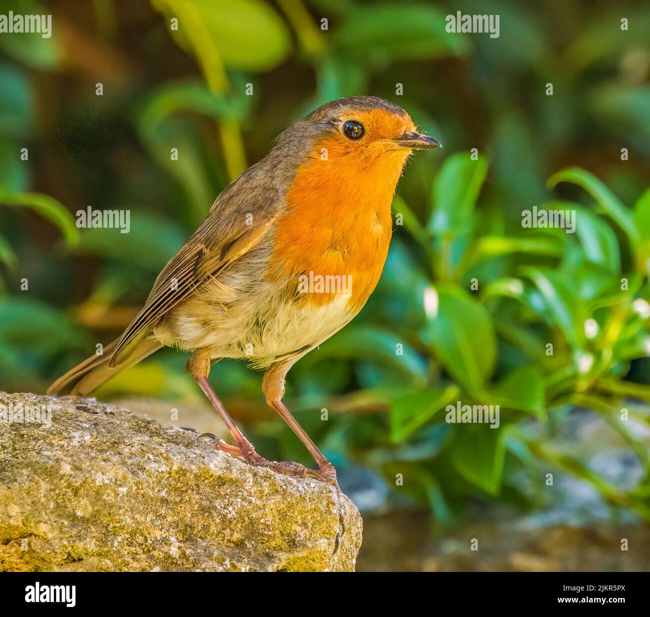Robin européenne dans le jardin des Cotswolds Banque D'Images