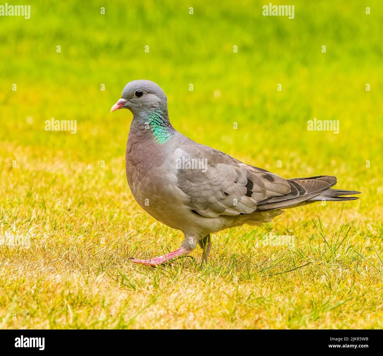 Stock Dove dans le jardin des Cotswolds Banque D'Images